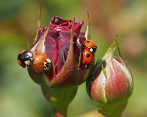 Busy Ladybugs